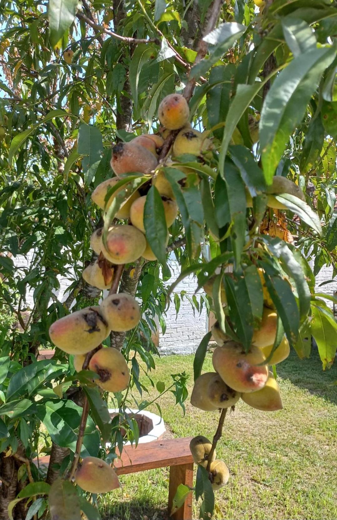 פאסה קוואטרו Casinha Verde מראה חיצוני תמונה